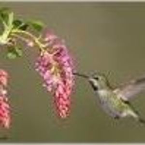 Meet your Posher, Joyce